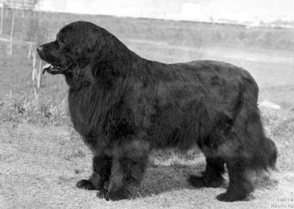 Фото: ньюфаундленд Сабина Янгджей