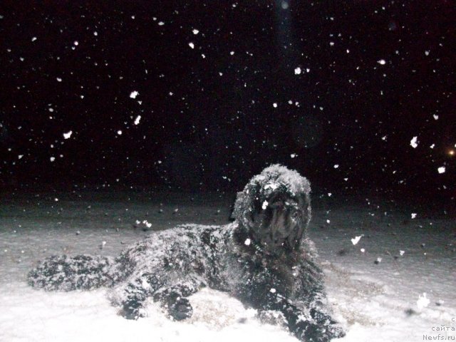 Фото: ньюфаундленд Карат из Медвежьего Яра (Karat iz Medvejyego Yara)