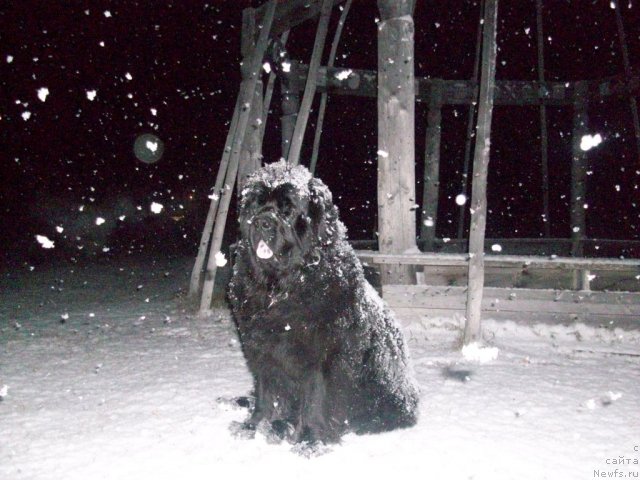 Фото: ньюфаундленд Ярада из Сибирской Глубинки (Yarada iz Sibirskoy Glubinki)