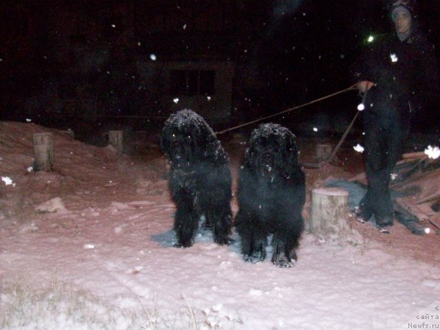 Фото: ньюфаундленд Ярада из Сибирской Глубинки (Yarada iz Sibirskoy Glubinki)