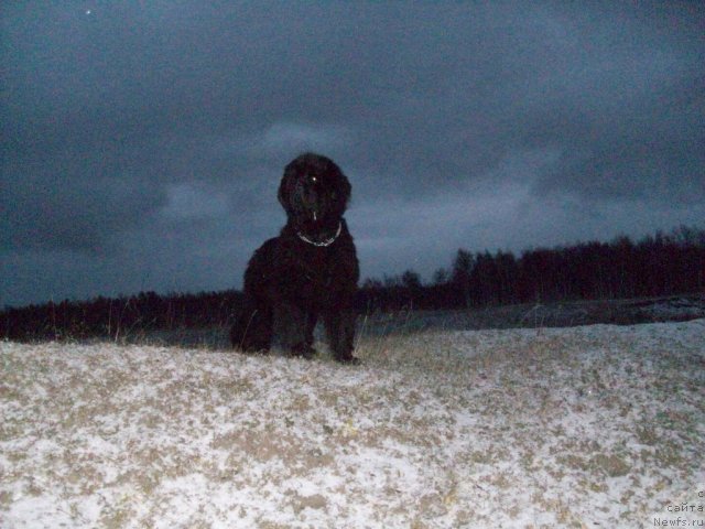 Фото: ньюфаундленд Карат из Медвежьего Яра (Karat iz Medvejyego Yara)