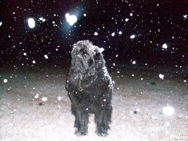 Фото: ньюфаундленд Ярада из Сибирской Глубинки (Yarada iz Sibirskoy Glubinki)