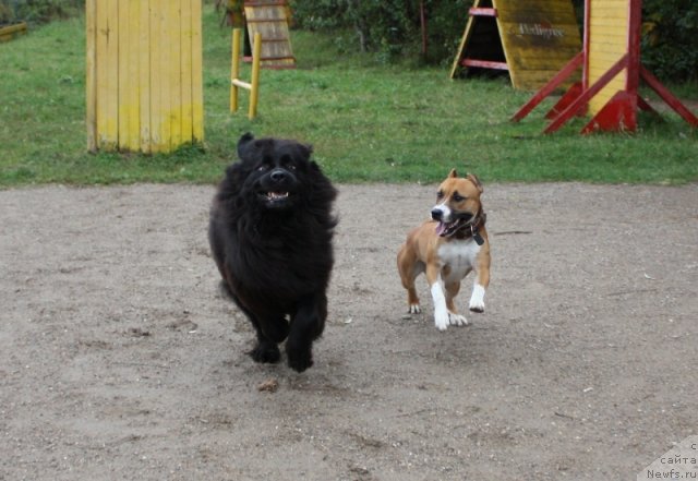 Фото: ньюфаундленд Чанси из Золотого Треугольника, ам.стаф Норд