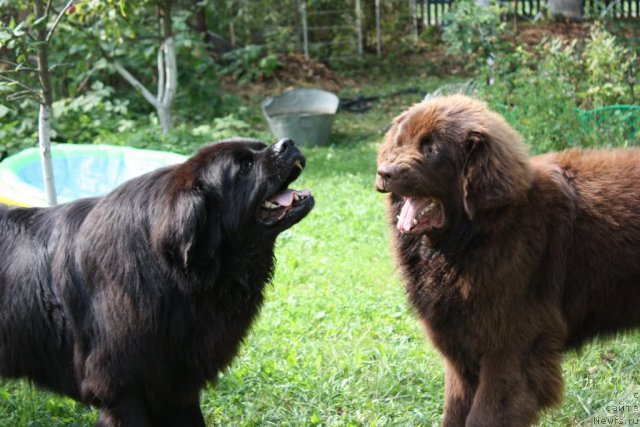 Фото: ньюфаундленд Чанси из Золотого Треугольника, ньюфаундленд Черный Шарм Ангельская Красота (Chernyi Sharm Angel'skaya Krasota)