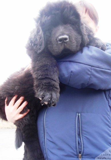 Фотография № 50620