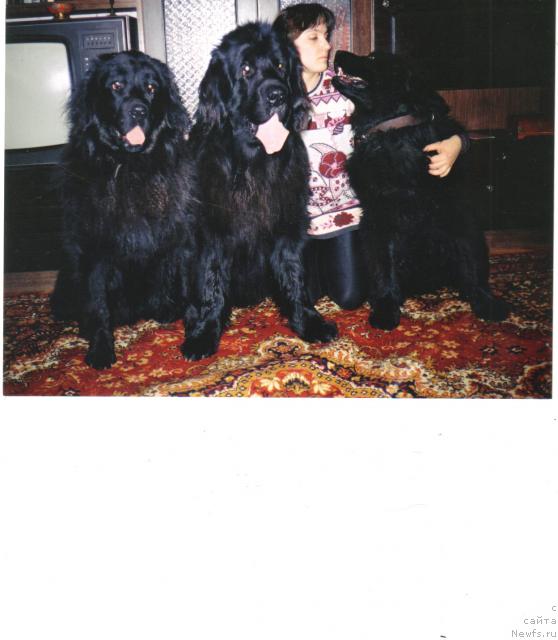 Фото: ньюфаундленд Брайт Нордай Ют, ньюфаундленд Пет-Гаффи-Ют-Тот (Pet-Gaffi-Yut-Tot), Яна Нифонтова