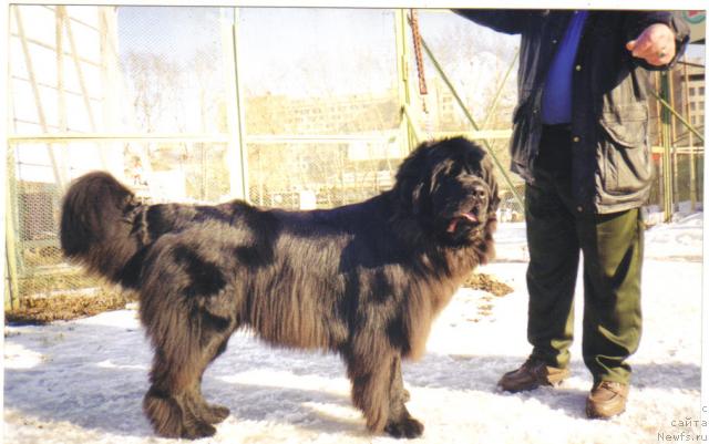 Фото: ньюфаундленд Кай Большой Малыш (Kay Bolshoy Malish)