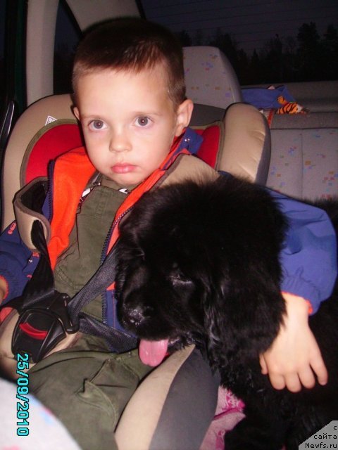 Фото: ньюфаундленд Их Высочество Владлена Маджикс