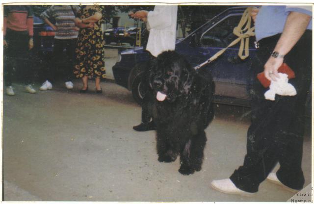 Фото: ньюфаундленд Кай Большой Малыш (Kay Bolshoy Malish)