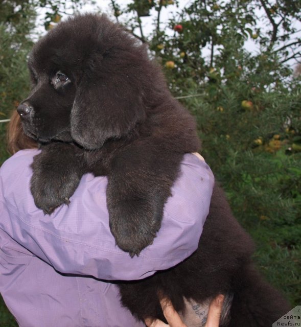 Фото: Дар СвеЗы Юриэль Корона Бореалис 2, 5 мес и Катя Варваркина