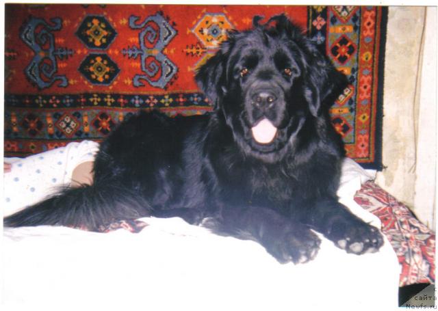 Фото: ньюфаундленд Сабина Большой Малыш (Sabina Bolshoy Malysh)
