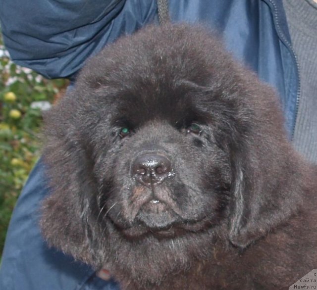 Фото: Дар СвеЗы Юриэль Корона Бореалис 2, 5 мес и Катя Варваркина