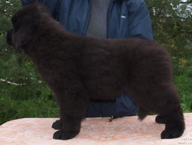 Фото: Дар СвеЗы Юриэль Корона Бореалис 2, 5 мес и Катя Варваркина