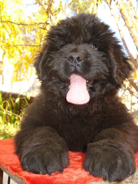 Фото: ньюфаундленд Их Высочество Владлена Маджикс