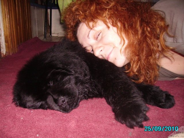 Фото: ньюфаундленд Их Высочество Владлена Маджикс, Ирина Нистратова