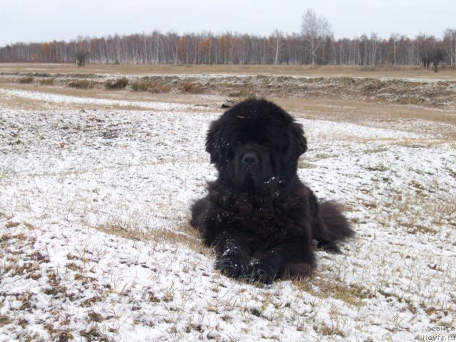 Фото: ньюфаундленд Карат из Медвежьего Яра (Karat iz Medvejyego Yara)