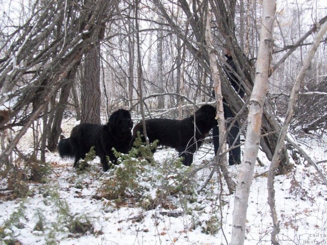 Фото: ньюфаундленд Ярада из Сибирской Глубинки (Yarada iz Sibirskoy Glubinki)