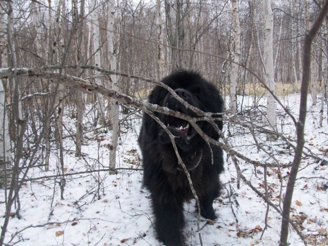 Фото: ньюфаундленд Карат из Медвежьего Яра (Karat iz Medvejyego Yara)