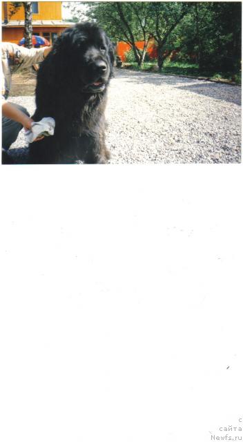 Фото: ньюфаундленд Оливье Де Ля Юнс