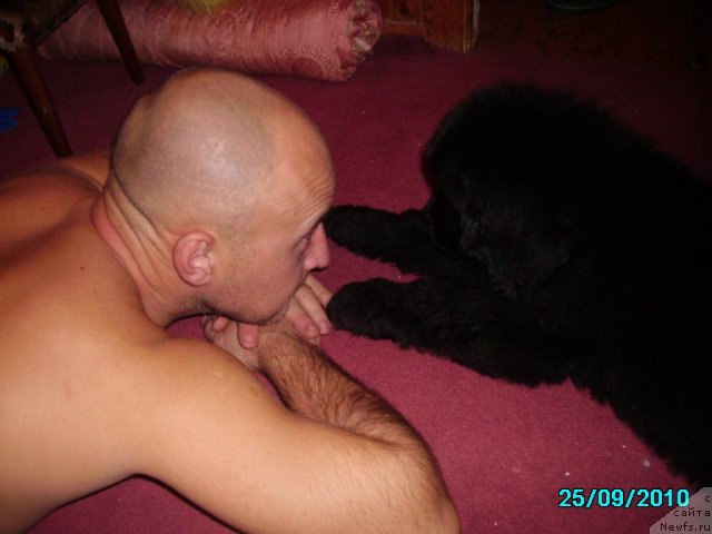 Фото: ньюфаундленд Их Высочество Владлена Маджикс, Алексей Нистратов