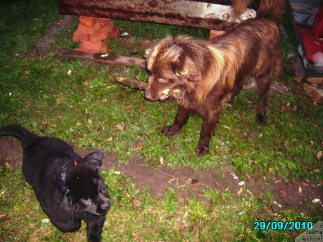 Фото: ньюфаундленд Их Высочество Владлена Маджикс, Данюшка