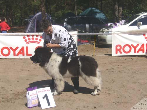 Фото: ньюфаундленд Даанич Шахматный Оскар (Daanich Shahmatny Oskar)