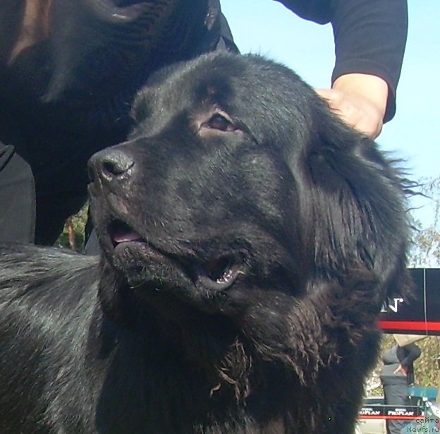 Фото: ньюфаундленд Velyke Malyatko Zahidnyj Viter