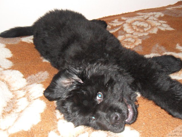 Фото: ньюфаундленд Их Высочество Виола Жанмоника (Ih Visochestvo Viola Zhanmonika)