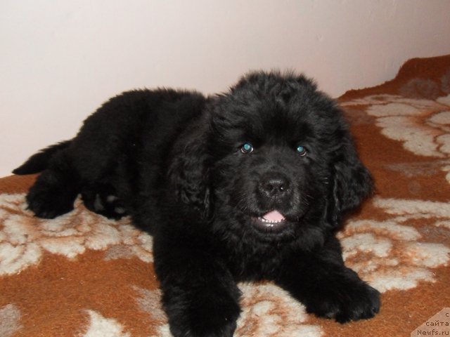 Фото: ньюфаундленд Их Высочество Виола Жанмоника (Ih Visochestvo Viola Zhanmonika)
