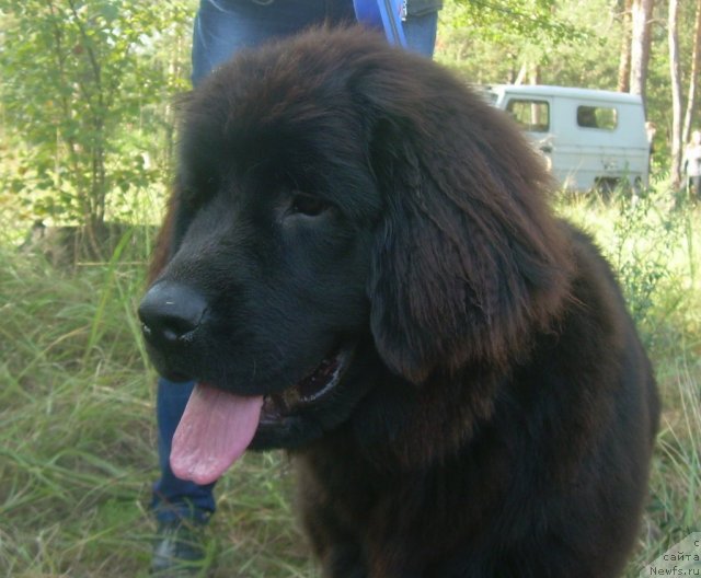 Фото: ньюфаундленд Velyke Malyatko Zapovid' Predkiv