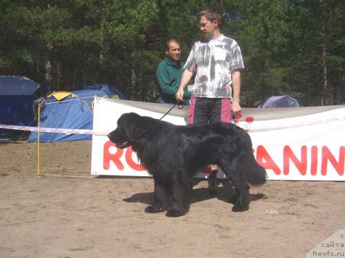 Фото: ньюфаундленд Норт Фэйс Кусто