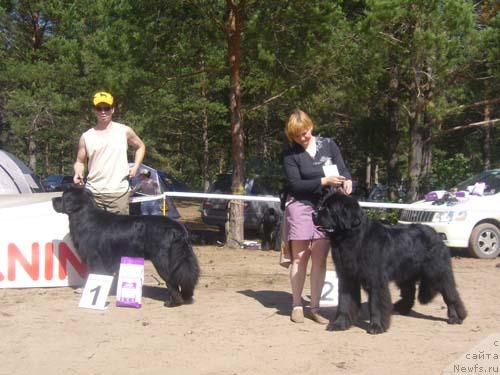 Фото: ньюфаундленд Антей Тревеллеринтайм, ньюфаундленд Ньюмаст Самсон (Nijumast Samson)