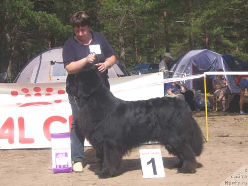 Фото: ньюфаундленд Обуш Шед Эдисон Николь (Obush Shed Edisson Nicole)