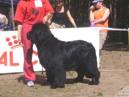 Фото: ньюфаундленд Царский Роман из Медвежьего Яра (Tsarskiy Roman iz Medvejyego Yara)