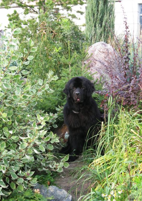 Фото: ньюфаундленд Фентази (Fantasy)