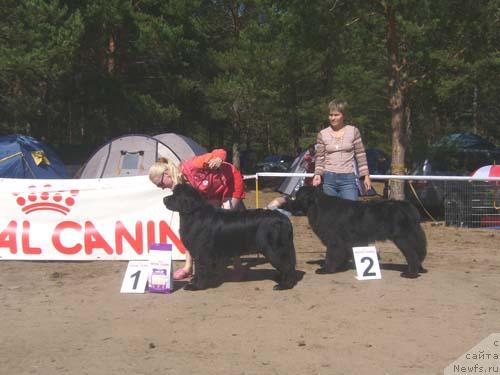 Фото: ньюфаундленд Ньюмаст Нирвана (Nijumast Nirvana), ньюфаундленд Ньюмаст Сеньорита Сенсация