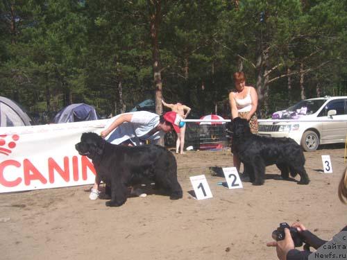 Фото: ньюфаундленд Юнспотид Хай Из Медвежьего Яра (Yunspotid Hay iz Medvejyego Yara), ньюфаундленд Эйфория из Медвежьего Яра (Eyforia iz Medvejyego Yara)