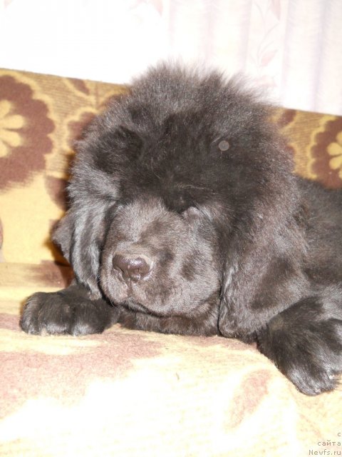 Фото: ньюфаундленд Фанньюф Яшка Хакер