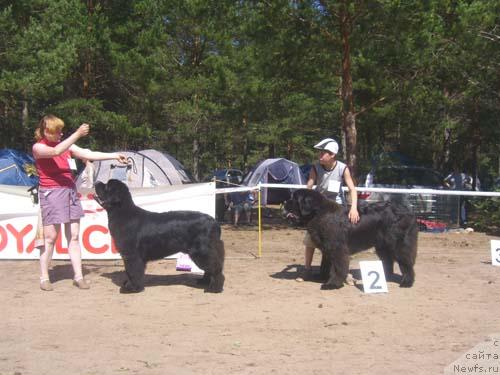 Фото: ньюфаундленд King of Helluland Viking, ньюфаундленд Армани Империал