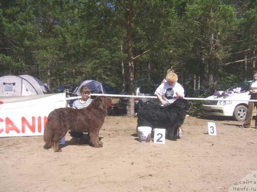 Фото: ньюфаундленд Кока Кола'с Иммидж Стар Эмр Фаворит, ньюфаундленд Мадам Габо Циола