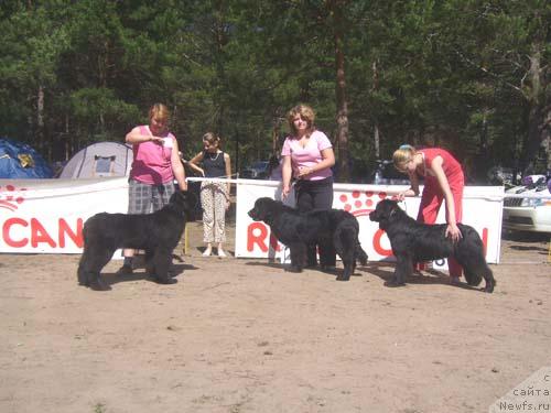 Фото: ньюфаундленд Акин Соул София, ньюфаундленд Лесная Сказка Роза Черная, ньюфаундленд Триада Вест Алексеевна Царевна