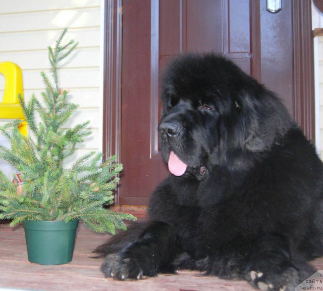 Фото: ньюфаундленд Skippers Only You for Smigar