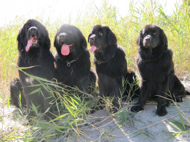 Фото: ньюфаундленд Лав Стори из Тихого Омута (Love Story iz Tihogo Omuta), ньюфаундленд Кипер Соул Есаул (Keeper Soul Esaul), ньюфаундленд Сент Джонс Улла для Кара Аюлар (Sent Djons Ulla for Kara Ayular), ньюфаундленд Женевьев Гарни Ледэн