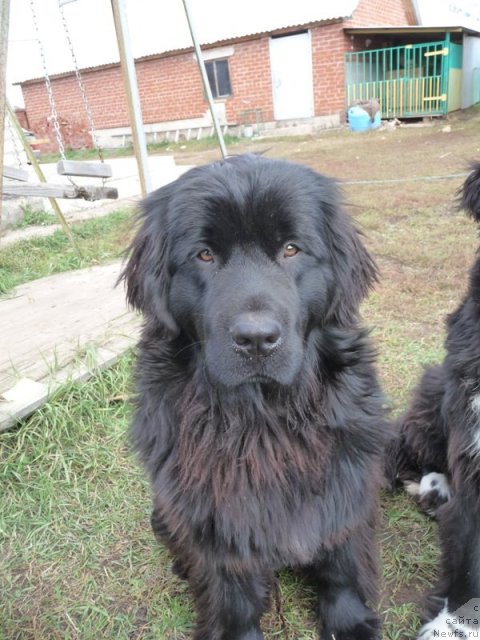 Фото: ньюфаундленд Большая Удача