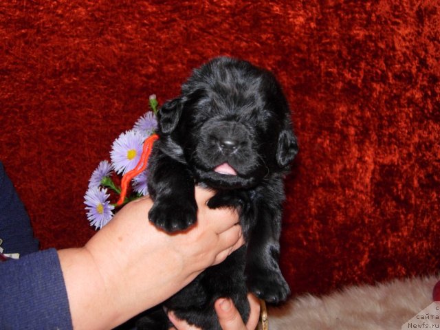 Фотография № 50871