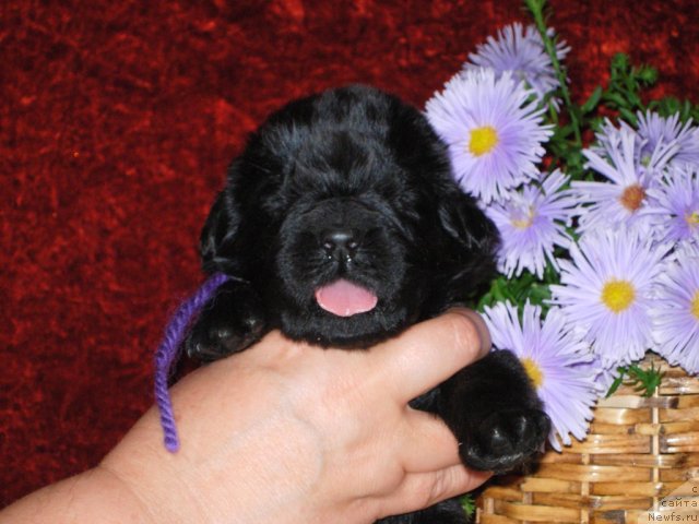 Фотография № 50873