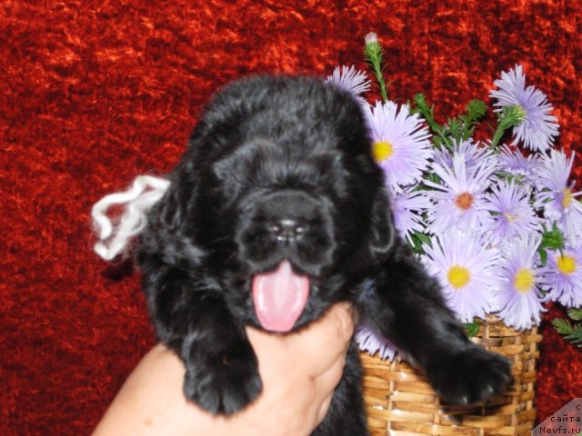 Фотография № 50876