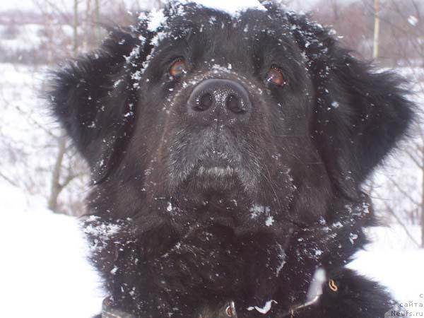 Фото: ньюфаундленд Варвара Краса из Большой Медведицы