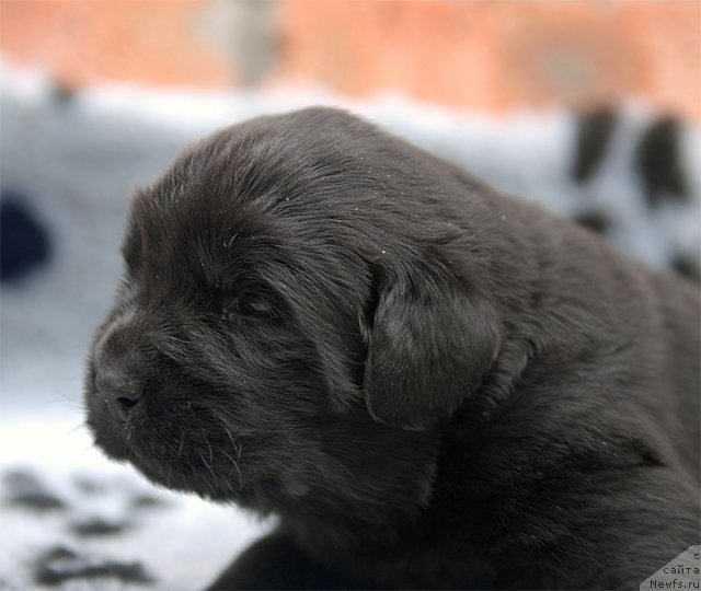 Фото: ньюфаундленд Сентябрина с Берега Дона (Sentyabrina s Berega Dona)