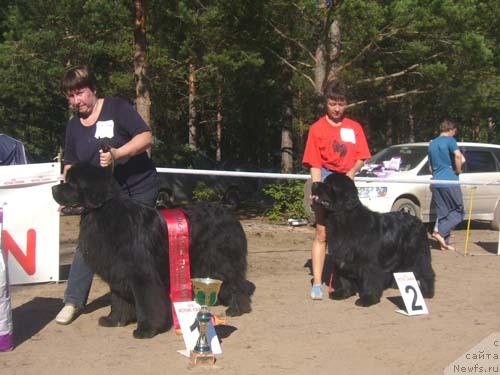 Фото: ньюфаундленд Обуш Шед Эдисон Николь (Obush Shed Edisson Nicole)